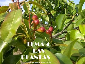 TEMA 4 LAS PLANTAS