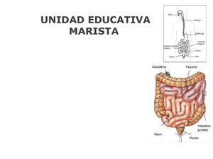 partes del intestino 