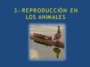 Presentación sobre la reproducción animal (2º ESO)