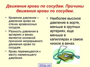 8 Биология. Движение крови