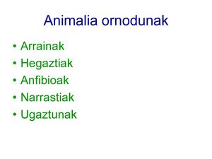 Animalia motak