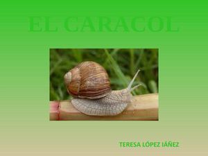 CARACOL