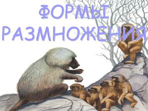 размножение организмов