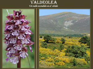 Valdeolea: el valle de las flores (Cantabria)
