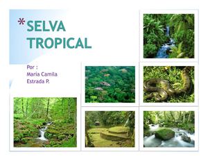 VISITANDO LA SELVA TROPICAL
