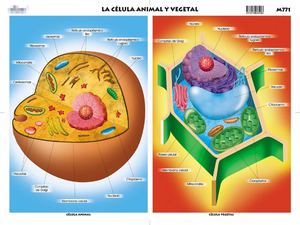 Diferencias de células