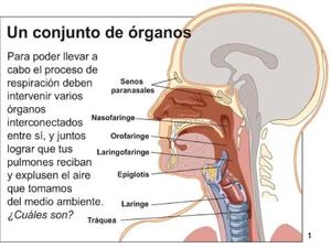 El Aparato Respiratorio