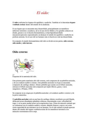 El oido