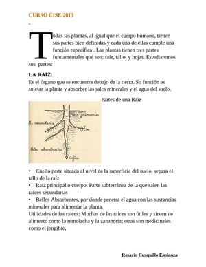 PARTES DE LA PLANTA