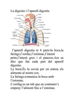 l'aparell digestiu