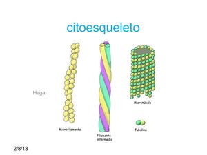 EL CITOESQUELETO