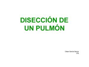 (César García García) Disección de un pulmón de cordero