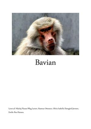 Bavian