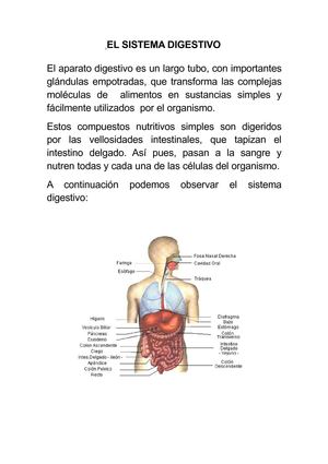 sistema digestivo