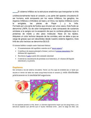 Sistema_Linfático