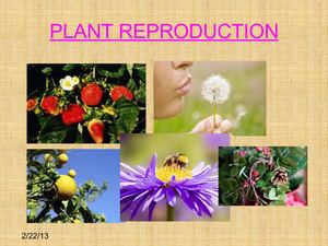Plant Reproduction