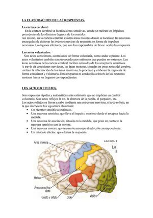 La elaboración de la respuesta.
