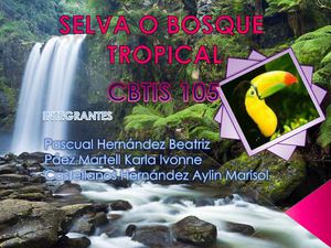 selva tropical