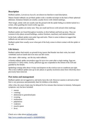 Red Back Spider Info and Facts