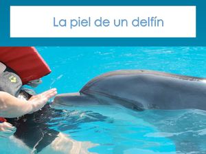 Piel de delfin