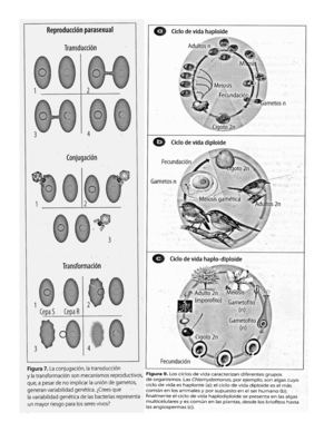 Esquemas de reproduccion de moneras a plantas
