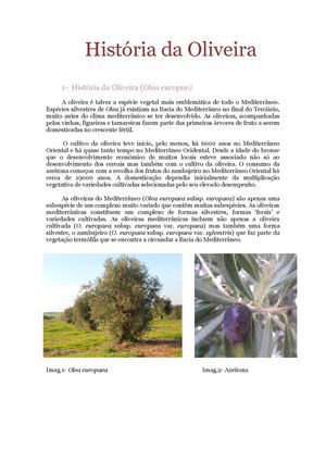 História da Oliveira