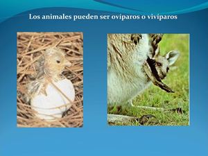 Ovíparos y vivíparos