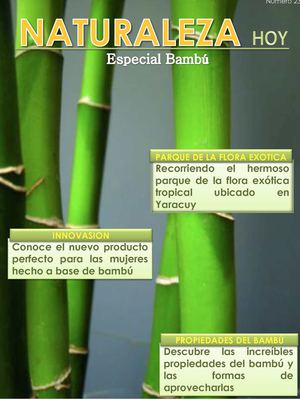 Bambu