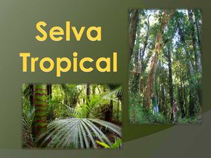 Selva Tropical