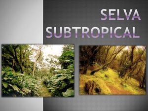 Selva Subtropical