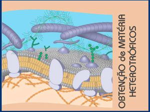 seres heterotróficos
