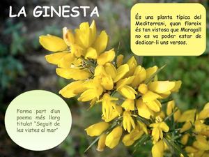LA GINESTA