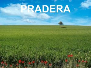 Pradera