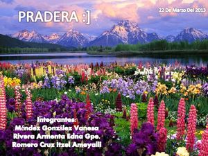 Pradera