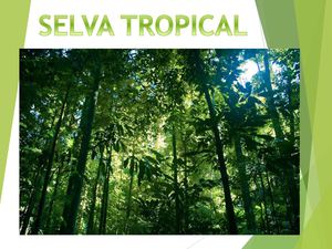 selva tropical 