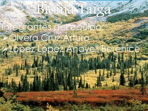 taiga