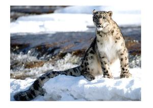 Животные Евразии ирбис