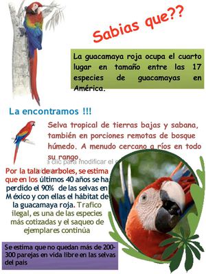 Guacamayas