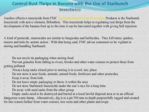 Control Rust Thrips in Banana with the Use of Starbunch Insecticide