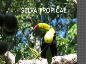 selva tropical