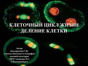 10 класс биология, митоз и мейоз