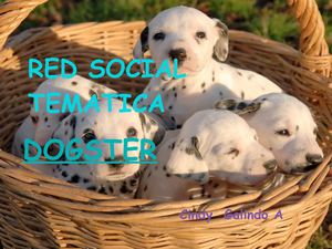RED SOCIAL DOGSTER