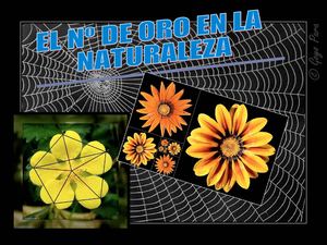 Nº áureo en la naturaleza