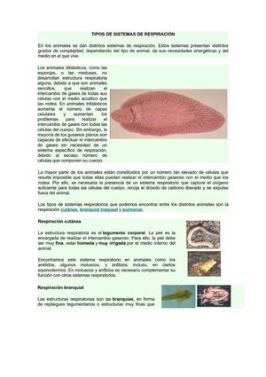 TIPOS DE SISTEMAS DE RESPIRACIÓN