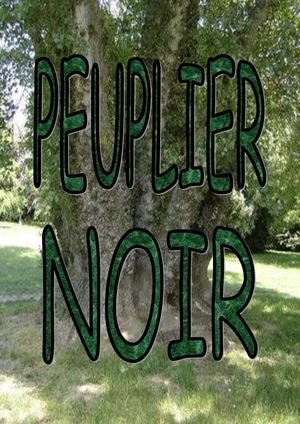 Présentation du Peuplier noir ; travail du groupe 1