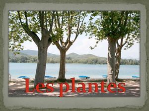Les Plantes