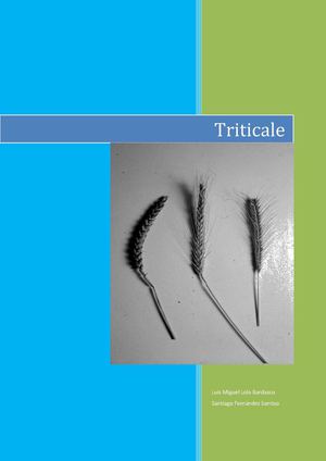 TRITICALE