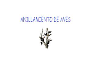 Anillamiento pájaros