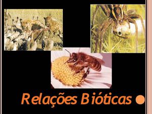 Relações Bióticas 2013 Gaia