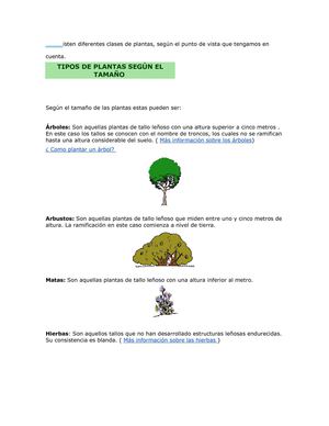 las plantas